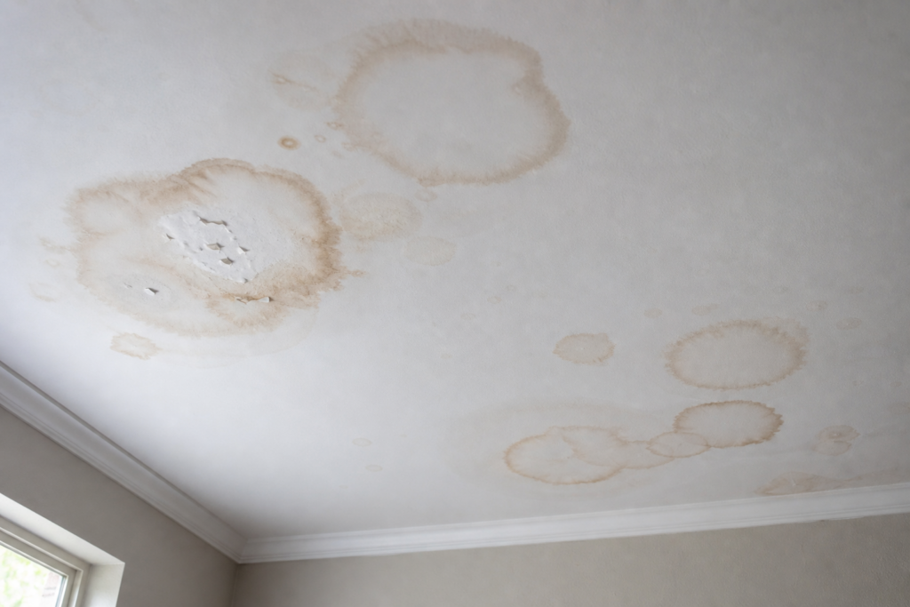 White ceiling with multiple brown water stain rings and a peeling, bubbled patch, lit by soft daylight from a nearb